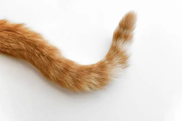 Ginger cat tail on white. Ginger cat tail on white.