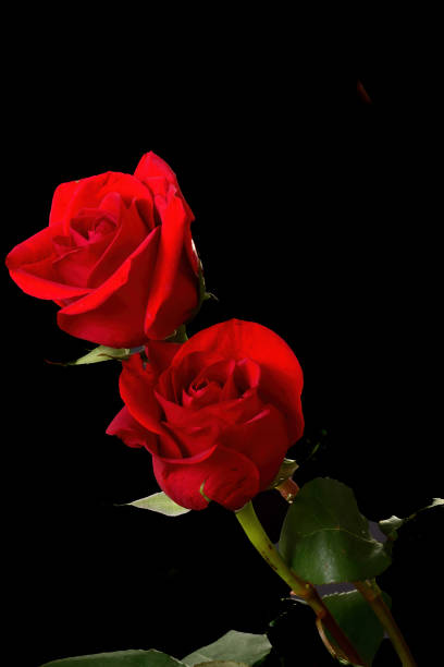 Floral arrangement isolated over a black background