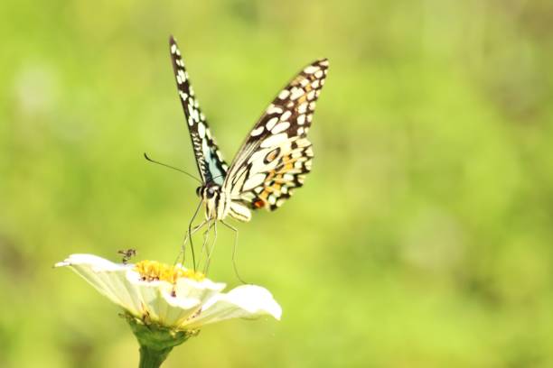 istock Butterflies land on flowers 2160999483