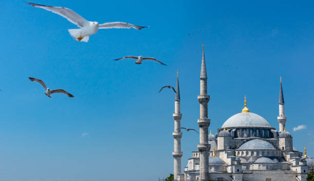 Blue Mosque (Sultanahmet Camii) in Istanbul, Turkey. Blue Mosque with seagulls.