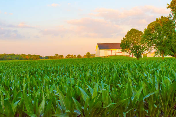 istock Corn field at sunset with old barn-Hamilton County, Indiana 2161000340