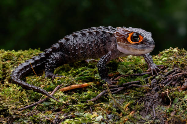 istock Red eyed crocodile skink 2161001191
