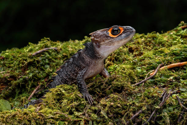 istock Red Eyed Crocodile Skink 2161001421