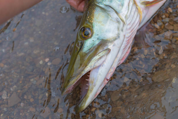 istock Muskie pike fish caught on lake shore 2161001492