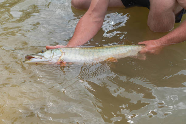 istock Muskie pike fish caught on lake shore 2161001499