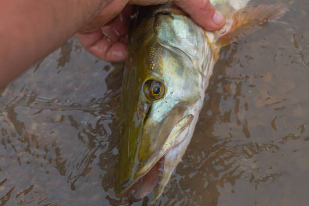 istock Muskie pike fish caught on lake shore 2161001505