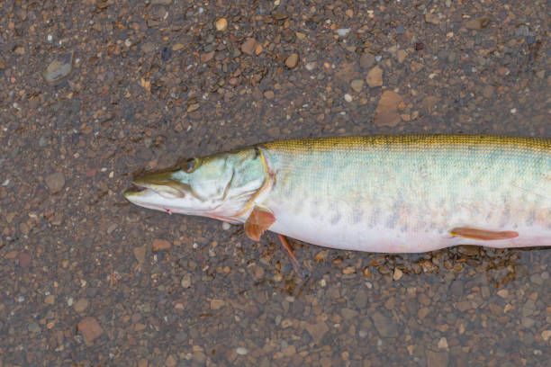 Muskie pike fish caught on shore allegheny state forest kinzua beach PA