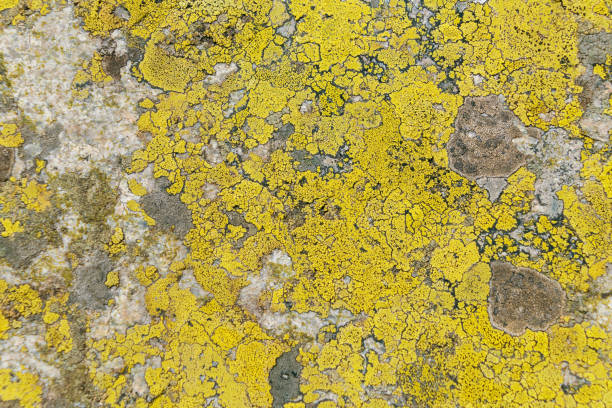 Candelariella vitellina. Yellow crustose areolate lichen on a stone, close-up. Stone background.