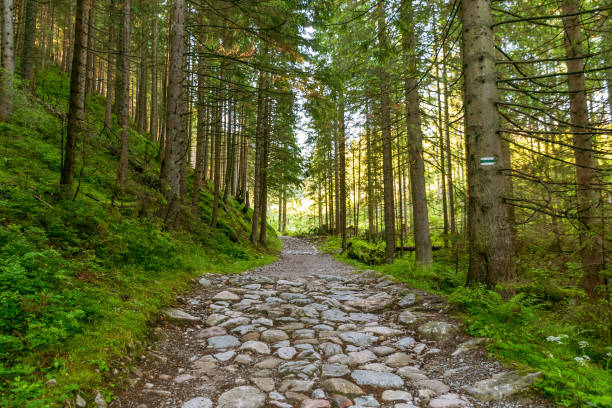 Mountain path in a spruce forest. Hiking, active recreation in the mountains. Tatras, Poland.