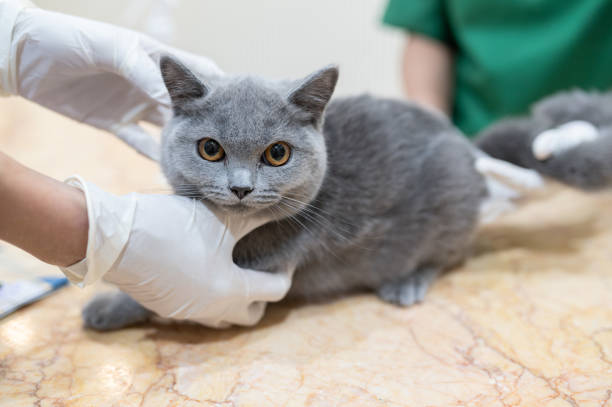 istock Cat getting a checkup at the vet 2161004264