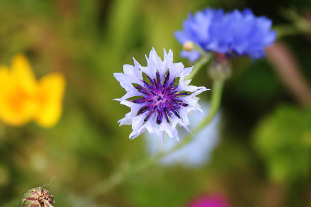 A blue and purple cornflower