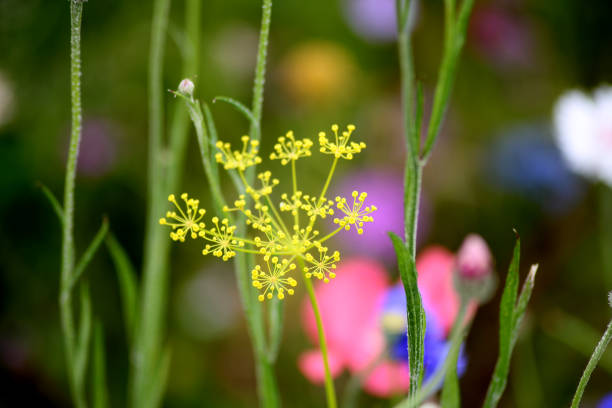 A yellow dill plant
