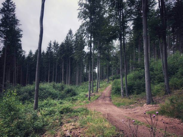 The photo shows a well-maintained, sandy path surrounded by tall, slender trees. Subtle sunlight breaks through the clouds, creating a pleasant atmosphere of peace and quiet. Perfect for illustrating themes related to nature, hiking and resting in nature.