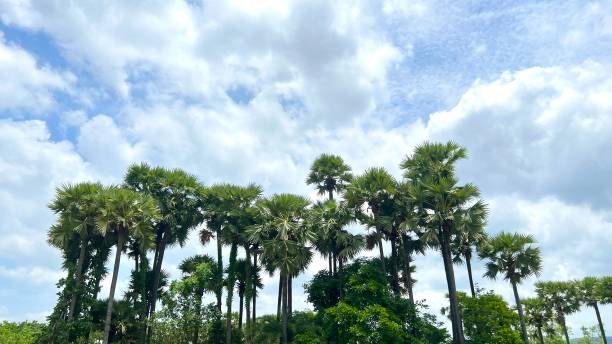 istock Toddy palm tree ,Sugar palm Leaf texture.Asian palmyra palm tree green leaf texture. The sun shines brightly on the green leaves of the  tree.Palm trees with blue skies 2161007556