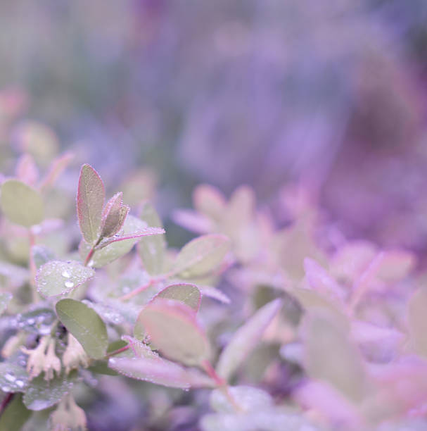 Beautiful honeysuckle leaves with raindrops. Nature.