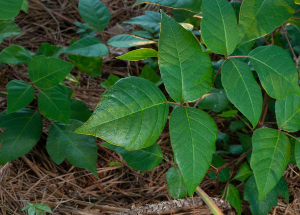 istock Big group of poison ivy plants 2161007856