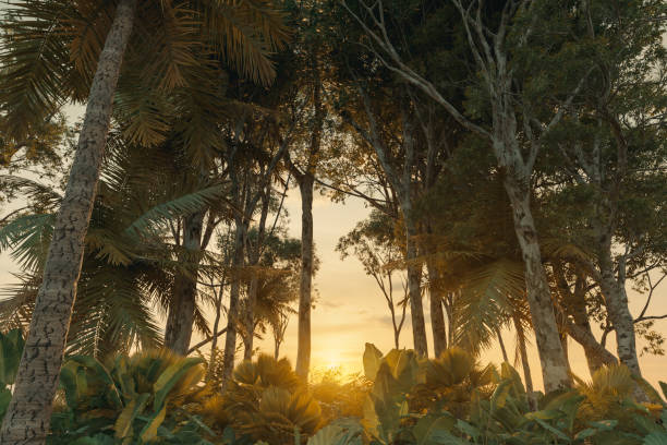 Green jungle in the evening sunshine. 3D Rendering