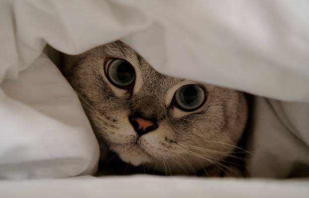 istock British chinchilla lies under a blanket 2161009863