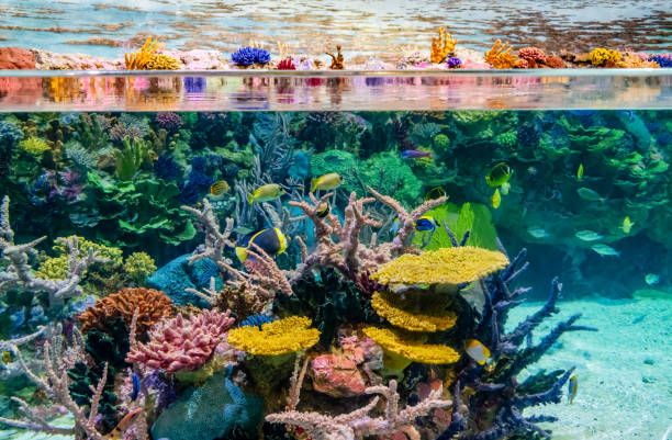 istock Coral In Aquarium 2161010107