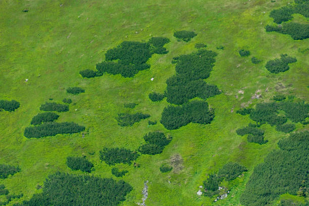 Mountain slope covered with green grass and bushes. Summer natural background.