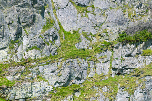 istock Stone cliff covered with green vegetation, close-up. Stone background 2161011198
