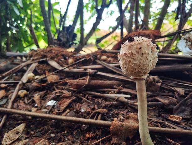 istock Macrolepiota procera toadstool mushroom growth in the yard 2161012192