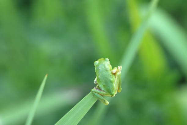 Small green color tree frog sit on the yellow flower bed