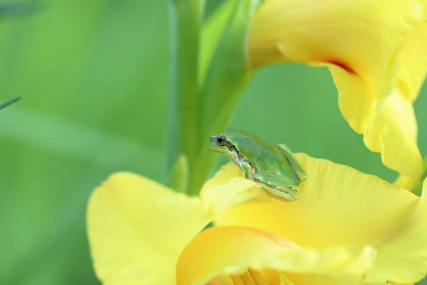 A cute Pacific Tree Frog hops through ground cover in Washington state.  A tiny Pacific Northwest amphibian.