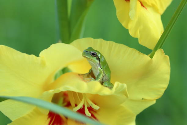 Small green color tree frog sit on the yellow flower bed