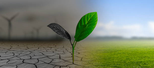 istock plant grows out of the ground 2161014993