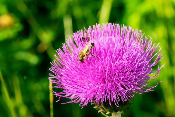 istock Bee on a pink thistle flower, macro view. 2161016079