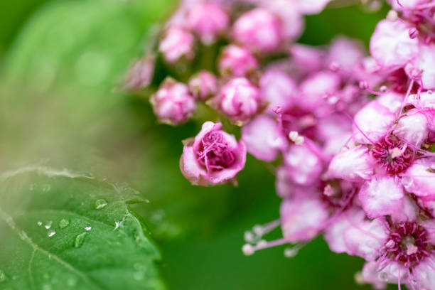 Flowers of the Spiraea japonica var. alpina, also known as the alpine spirea or daphne spirea, closeup.