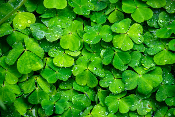 istock Expanse of clovers with dew drops. 2161016112