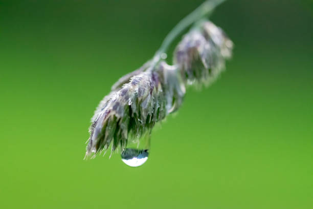 Water drops on the green grass after the rain in summer, Beskid region of Carpathian Mountains near Slavsko town, Ukraine