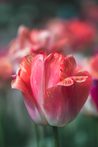 istock A blooming tulips in the park 2161018145