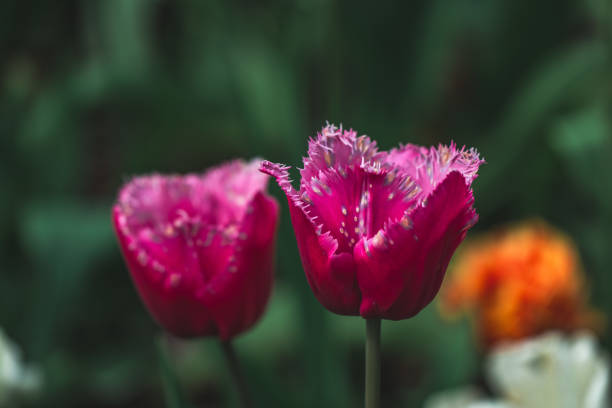 A blooming tulips in the park