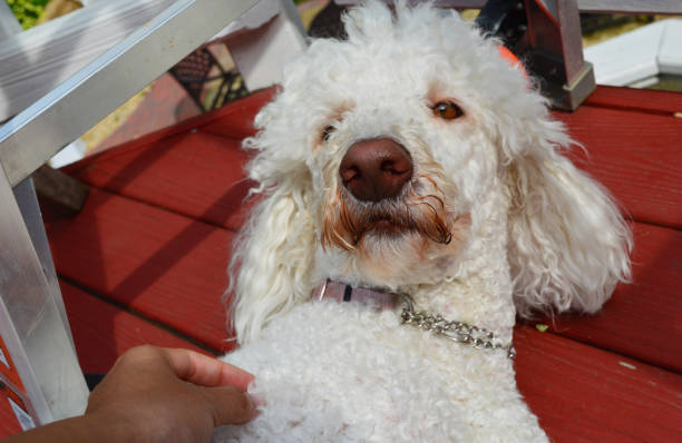 Standard White Poodle playing on a terrace