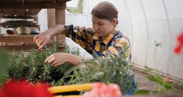 istock Diligent Young Gardener Pruning Seedlings in a Greenhouse 2161020109