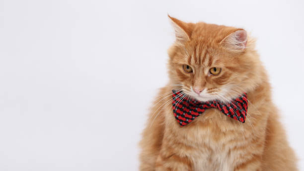 istock Orange cat wearing red bow tie 2161020967