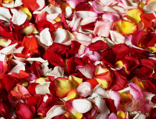 istock colorful rose petals background 2161021030
