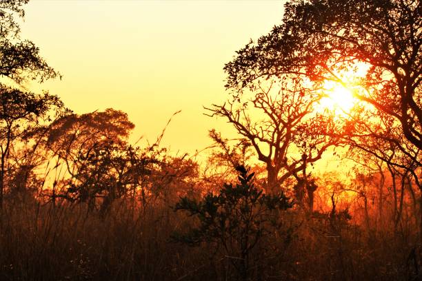 istock Sunrise in the trees 2161021059