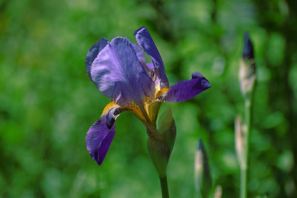 Bearded Iris Blooming Flower in a Spring Garden