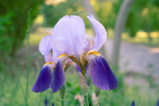 Bearded Iris Blooming Flower in a Spring Garden
