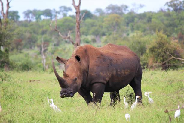 istock White rhino horned 2161021169