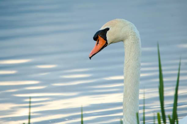 Swan close up profile portrait on silver lake water with copy space, nature beauty concept