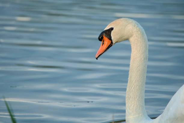 Swan close up portrait on silver lake water at sunset with copy space, nature beauty concept