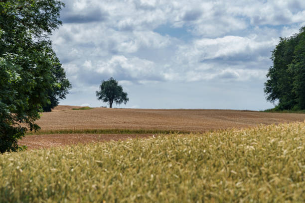 A solitary tree stands on expansive wheat fields with a cloudy sky overhead, signifying tranquility and nature.