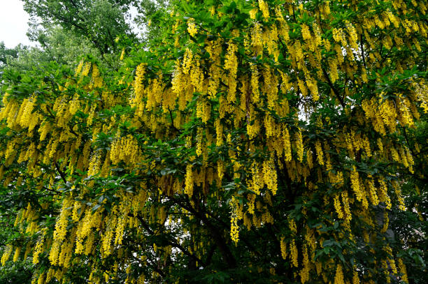 istock a stunning Laburnum tree in full bloom 2161023342