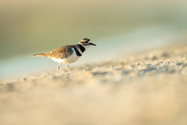 istock Side View of Killdeer on Beach 2161023445