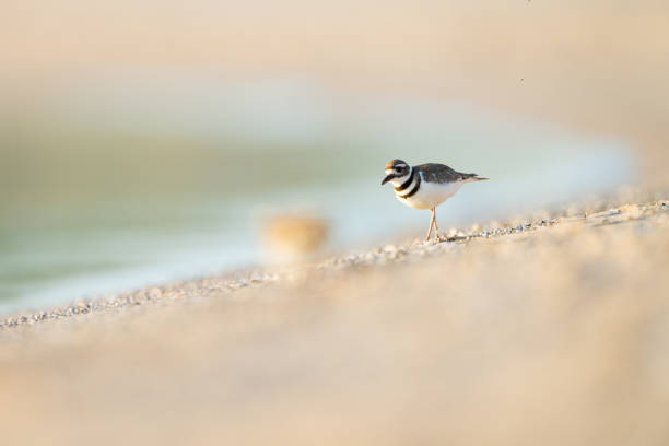 istock Killdeer and Out of Focus Shorebird 2161023482